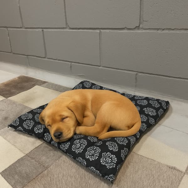 Colchonete Pet Estampado Tecido Poliéster P 40x40 cm Cama Macia para Cachorro Gato Fibra Lavável