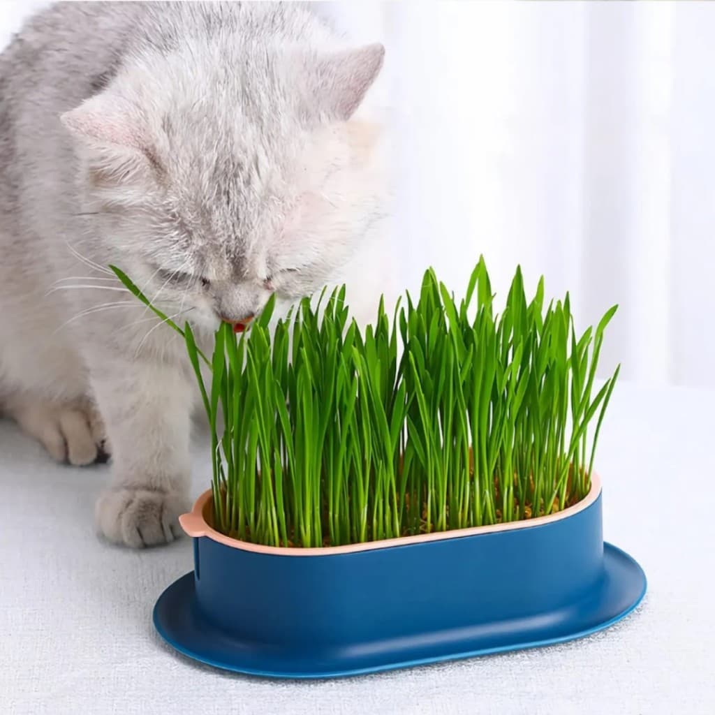 Kit Plante Sua Graminha Natural Para Gatos Grama de Trigo Auxilia na Digestão e Bem-Estar LR-0242