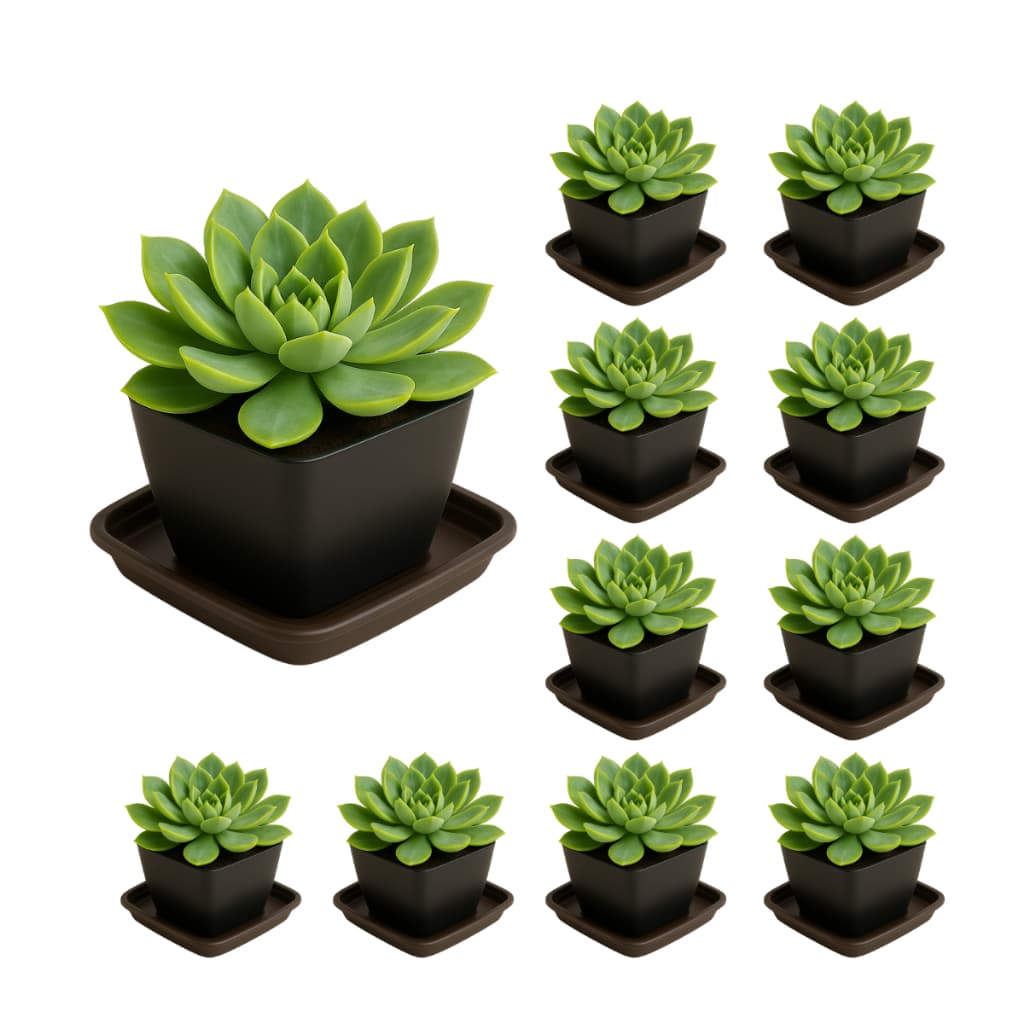 Kit 10 Vaso Quadrado 750ml e 10 Pratinho Preto para Suculentas Decorativos Cactos