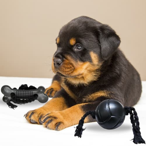 Mordedor Resistente para Cachorro Mordida Forte | Brinquedo Pet com Corda para Cães Grandes e Médios