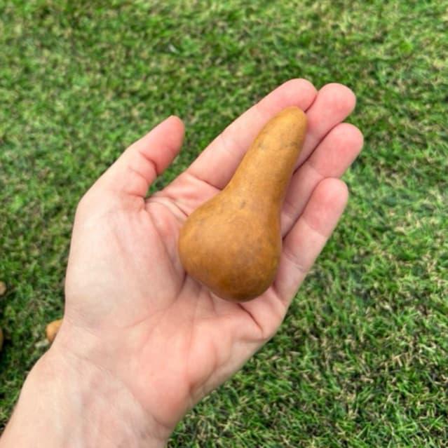mini cabaça/porongo para guia brinquedo artesanato chocalho artigo religioso