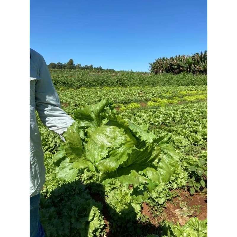 Adubo fertilizante NPK 13-03-25 + micros Hortaliças e Frutíferas