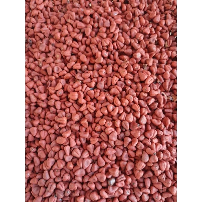 Semente de Urucum Orgânica para Consumo,Plantio,Natural do Norte de Minas Gerais 500g - 1kg