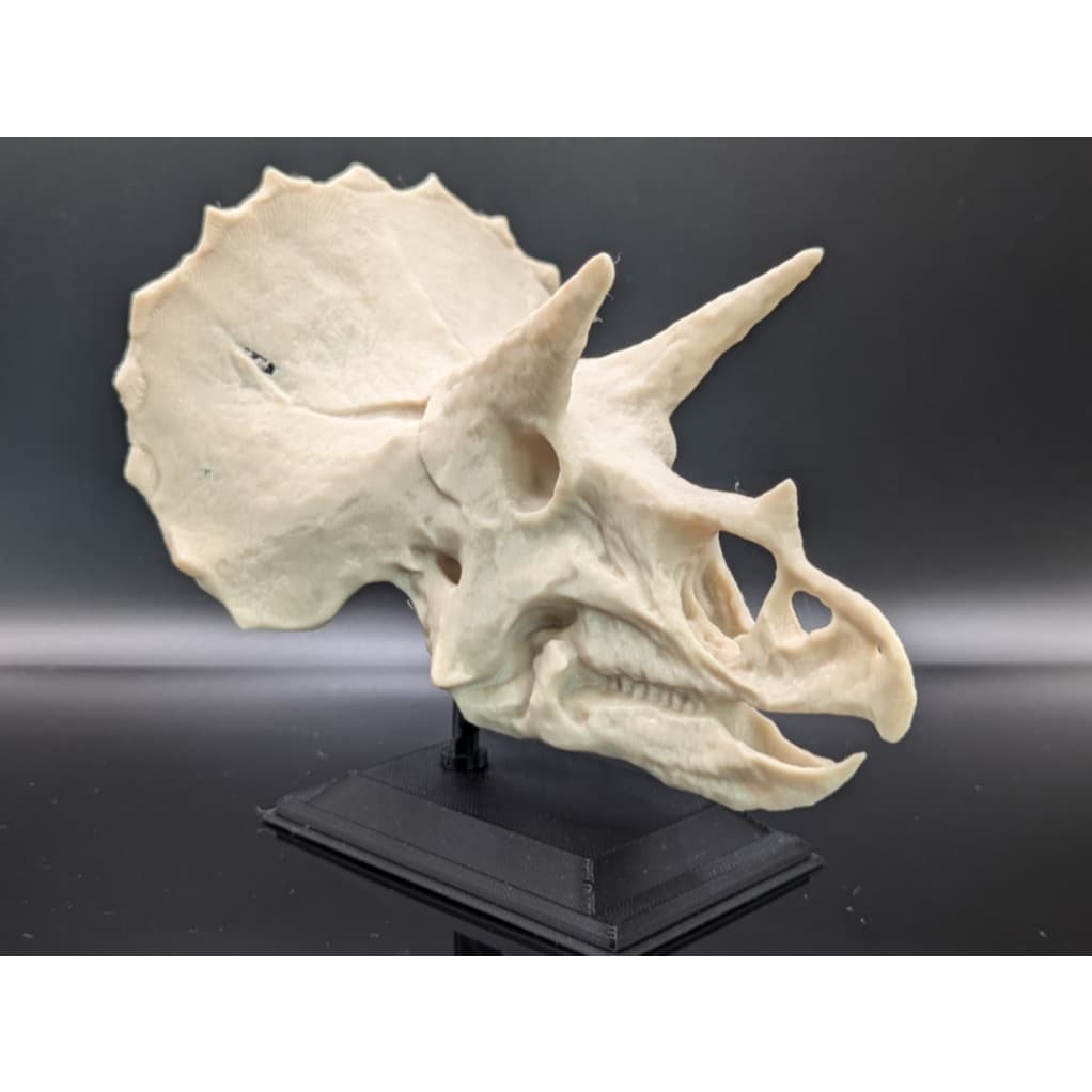Crânio Esqueleto Dinossauro Tricerátops com Suporte Decorativo Enfeite - Impressão 3D