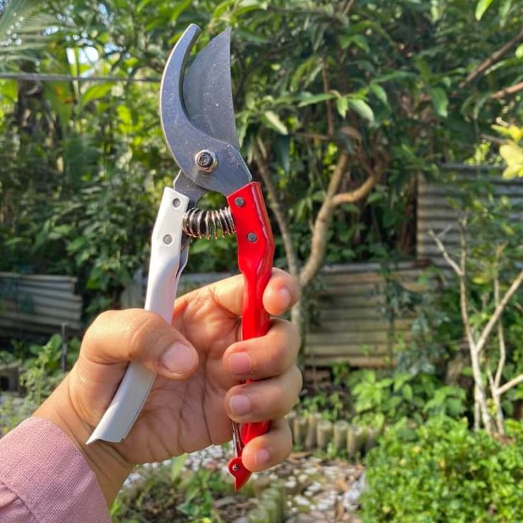 Tesoura De Poda Tesoura Jardinagem Ramos E Folhas De Ameixa bonsai Resistente Durável Economia De Trabalho Sem Ferrugem