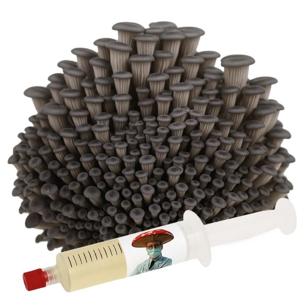 Semente de Shimeji "Preto" 10ml - Cultura Líquida Cogumelo Ostra Pleurotus Ostreatus Micélio Escuro