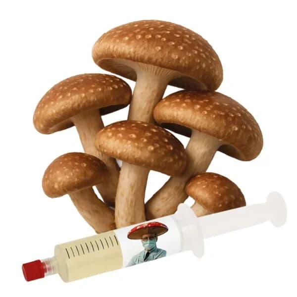 Semente de Shiitake 10ml - Cultura Líquida Micélio Cogumelo (Lentinula edodes) Shitake