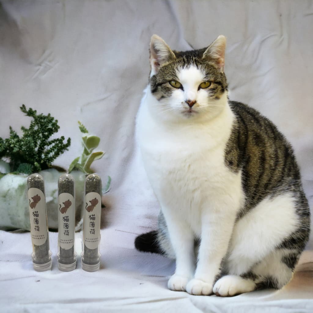 Kit 2 tubos Catnip Erva Para Gatos Natural Relaxante Brincar