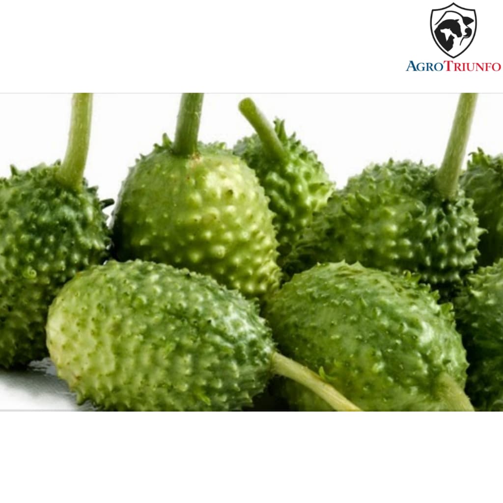 Sementes Maxixe do Norte - Feltrin 1g