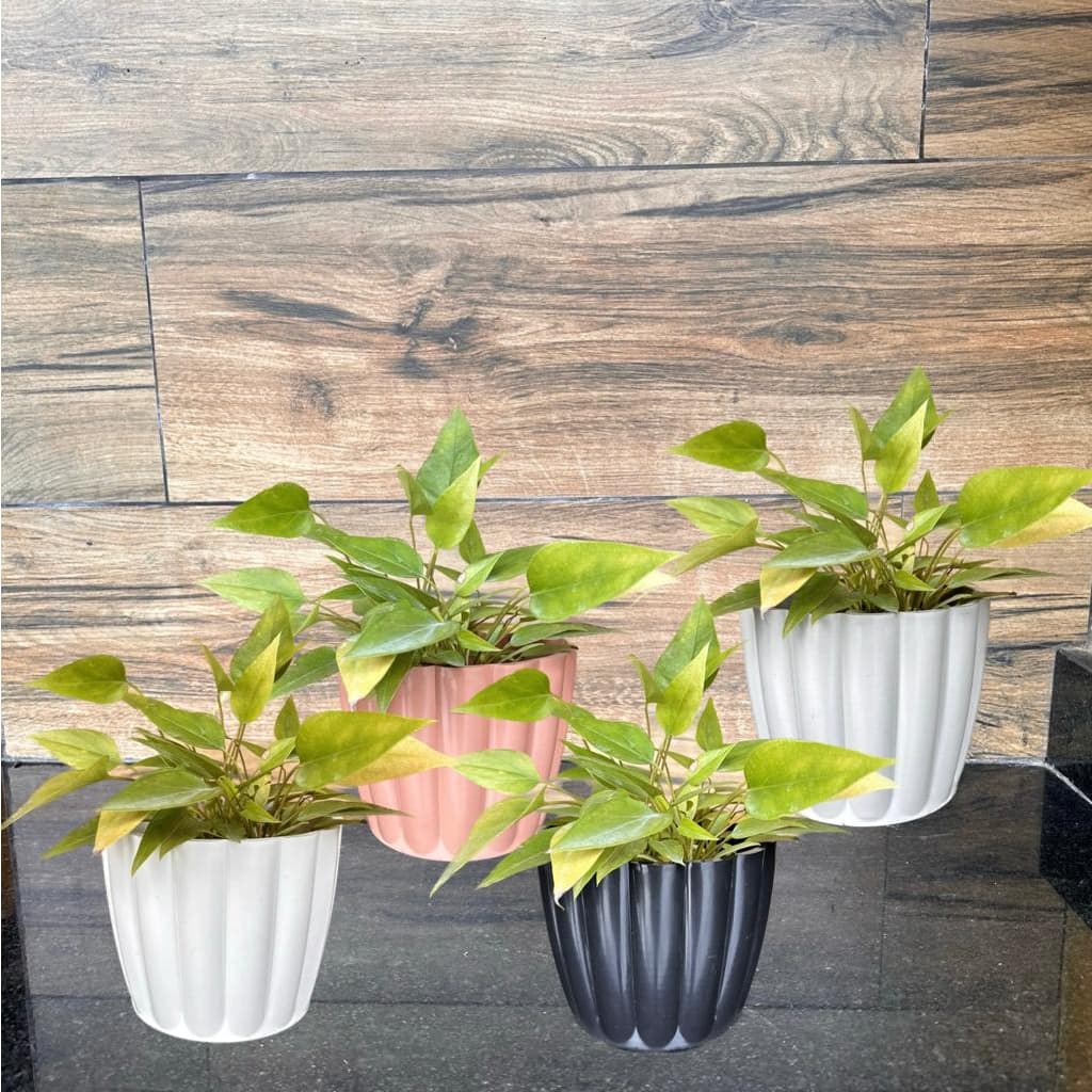 Kit 4 Vasos de Plantas Cachepô Moranga Nº4 Injetado Decorativo