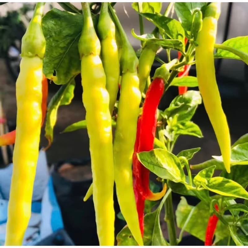 Sementes de Pimenta de Metro Gigante - Horta Caseira