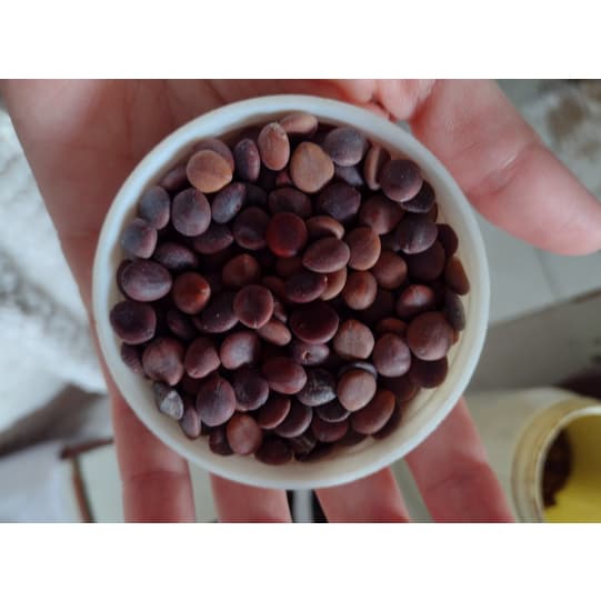 Sementes de sansão do campo - 50g