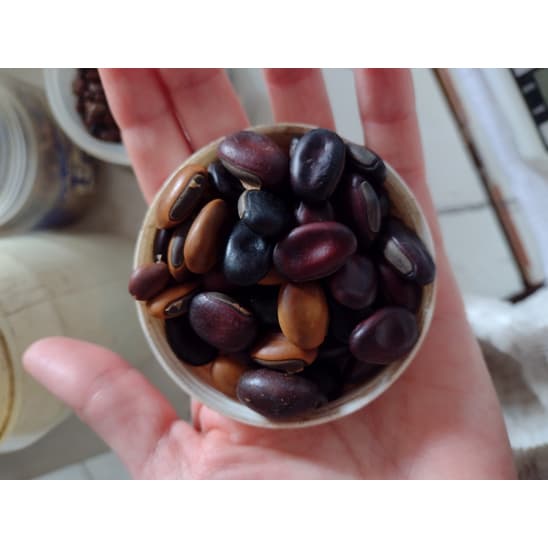 2  fava da saúde amuleto religioso