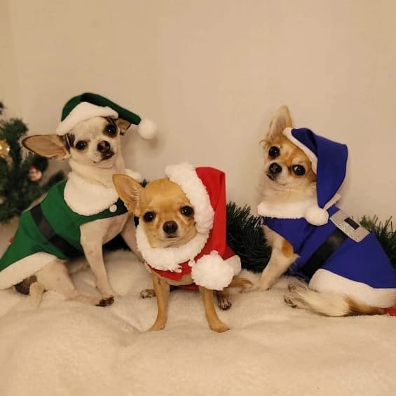Roupa pet natal para cachorro e gato, FANTASIA PET Duende e Elfo
