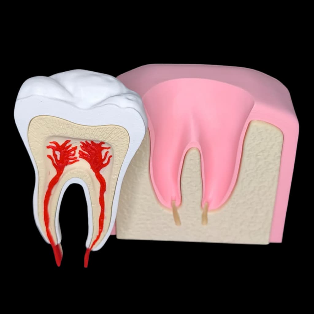 🦷 Modelo Anatômico Dentário Molar – Decoração Dente Profissional para Consultórios