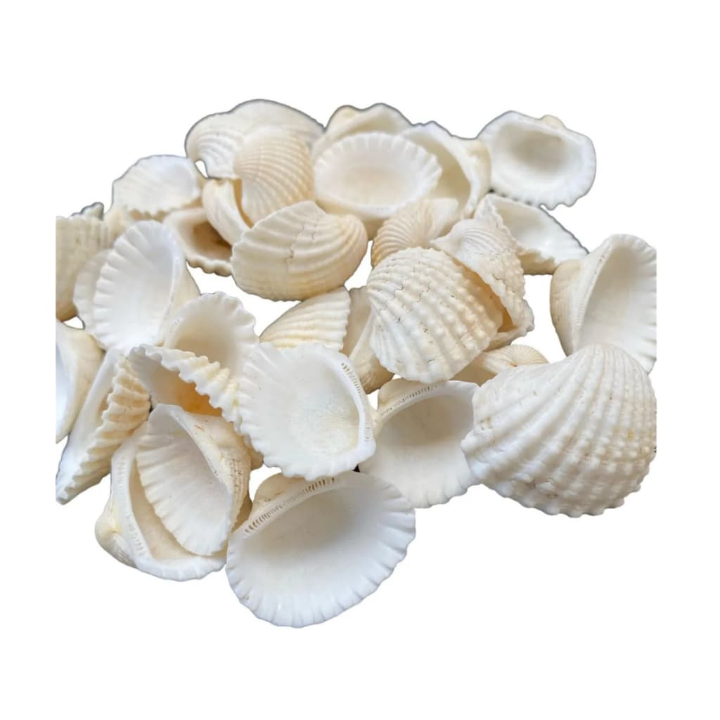 50 unidades Concha do Mar - Conchas para Decoração - Aquários - Conchas Naturais