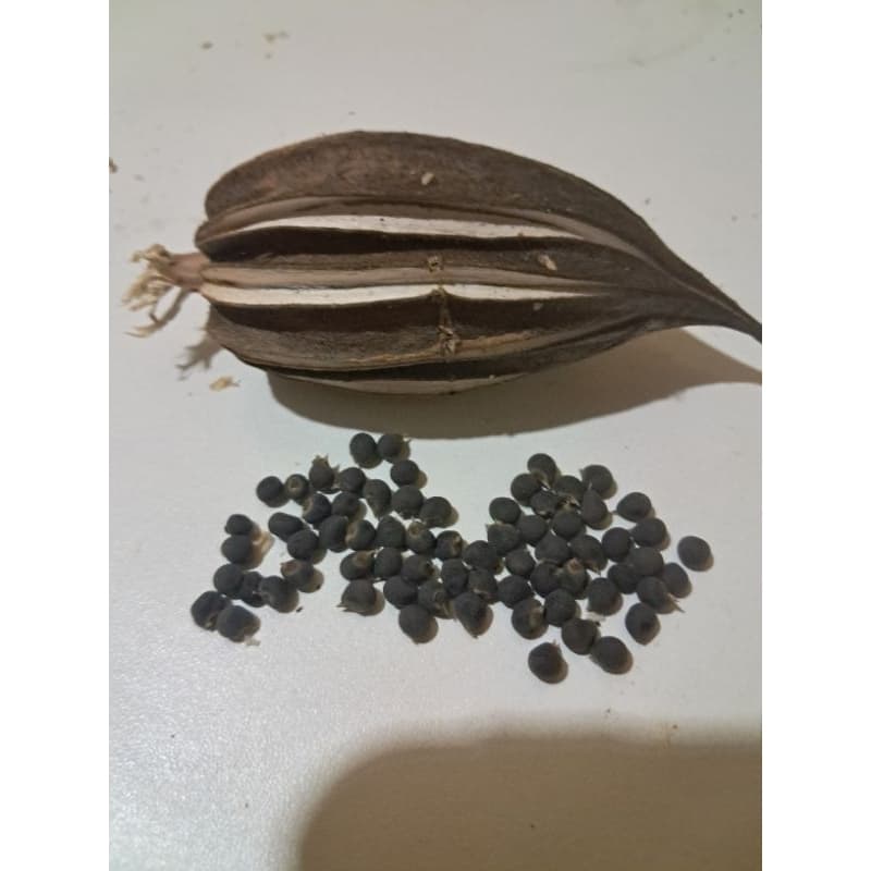 Quiabo estrela de Davi,  Quiabo estrelado,  Quiabo Chinês, Abelmoschus esculentus e 5 grs folhas de chá