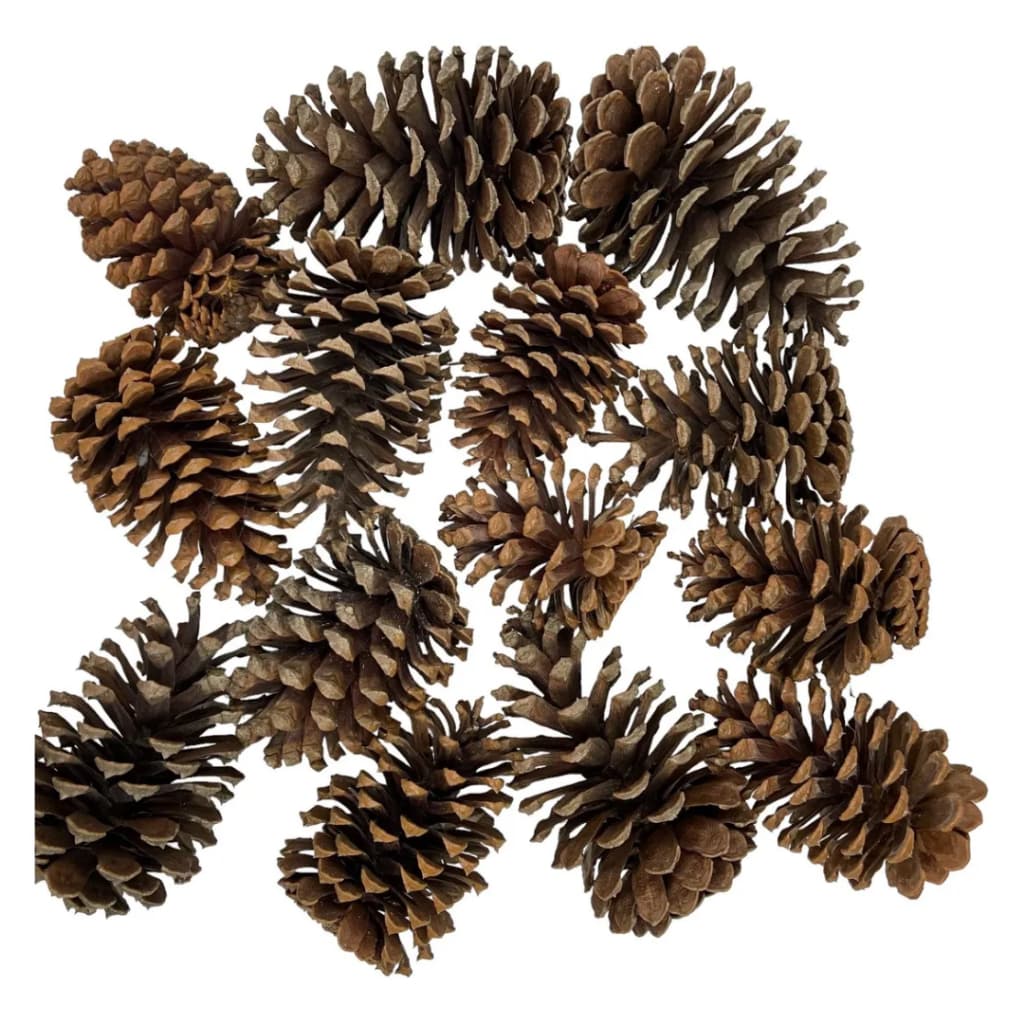 Kit 20 Pinhas Naturais Limpa Decoração Artesanato Lembrancinha Natal