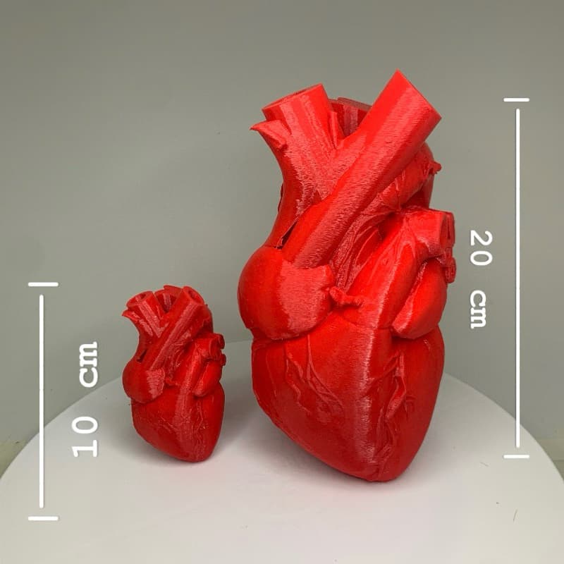 Modelo Anatômico de Coração Humano em 3D – Realista e Detalhado