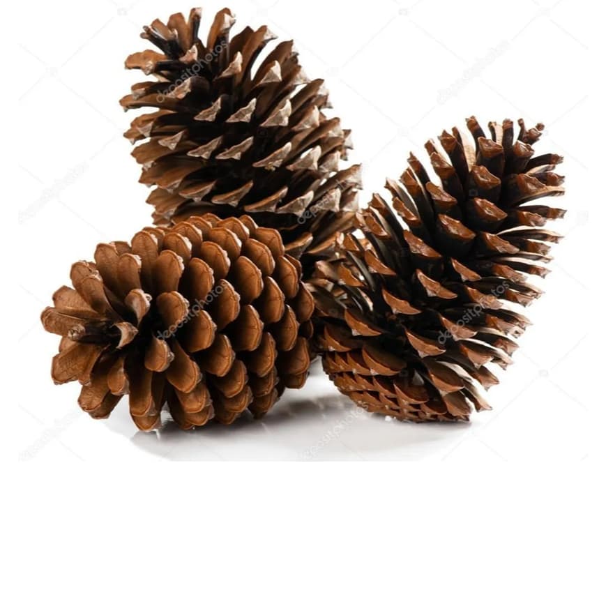 15 pinhas naturais