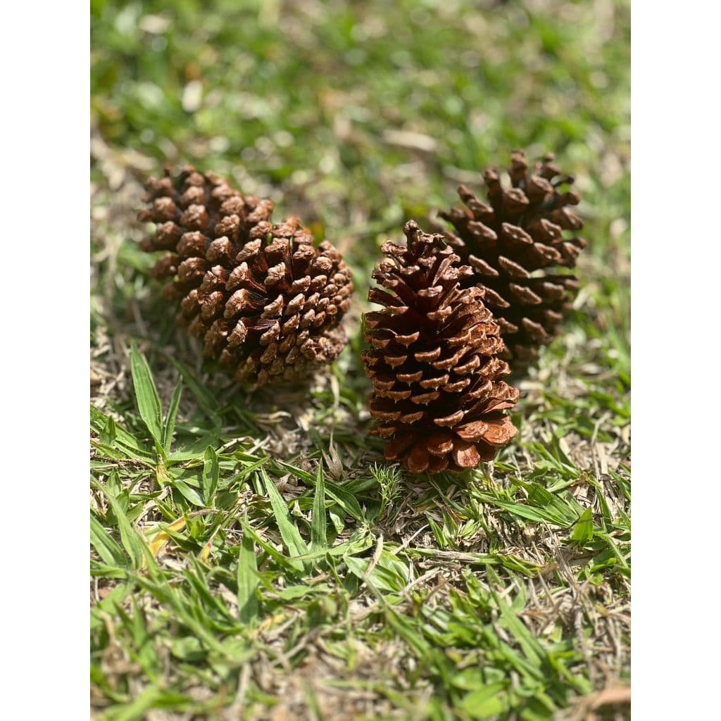 Kit 10 Pinhas Para Artesanato e Decoração Natal - 100% Natural