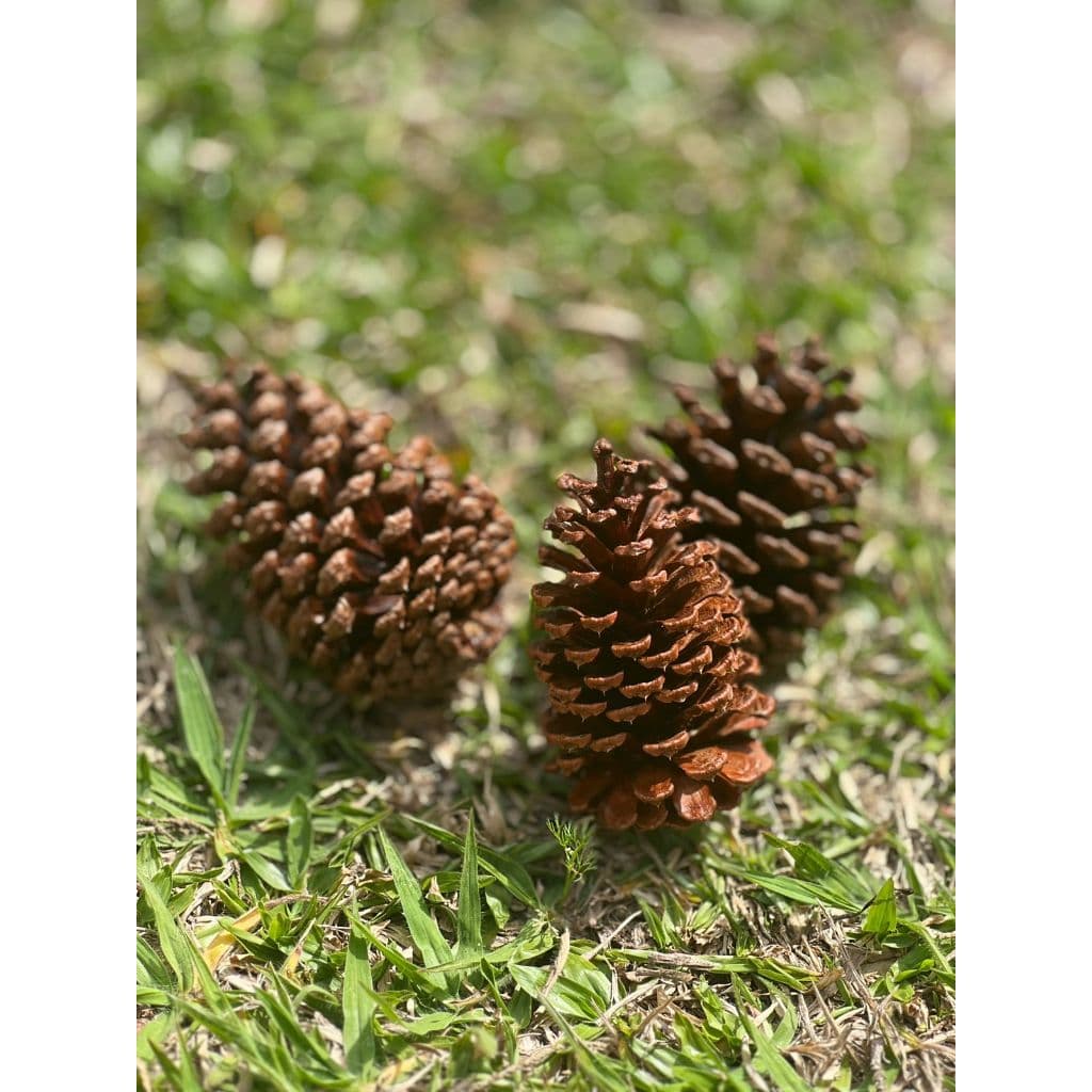 Pinhas Natural Decoração Natal e Páscoa P/Calopsitas Kit 10 Unidades Pinha Natural