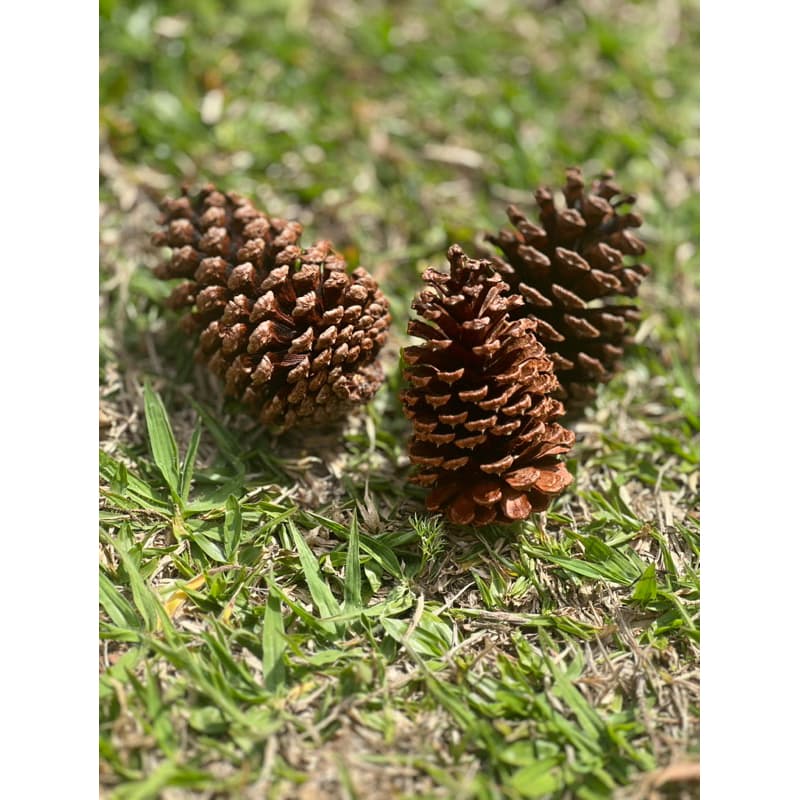 Kit 15 Pinhas Secas Naturais para Artesanato e Decoração - Rustico e Ecológico