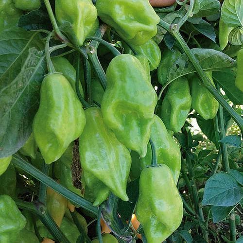 Sementes de Pimenta de Cheiro – Ideal para Vasos e Hortas