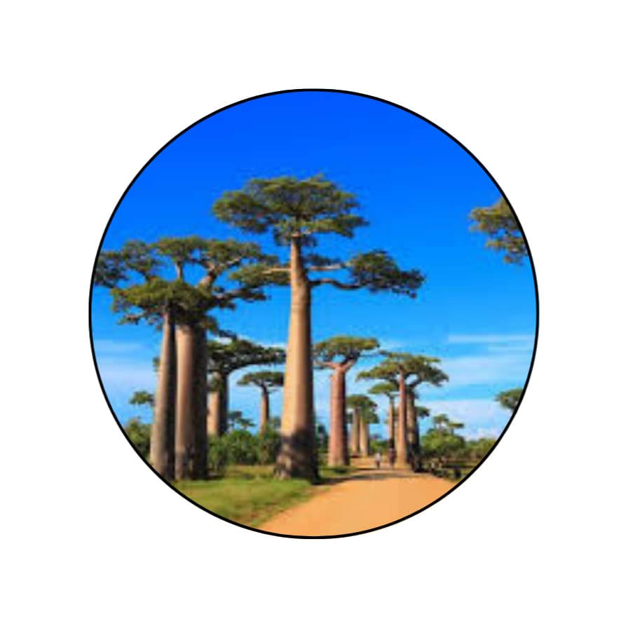 5 sementes de Baobá Grandidieri - Africana