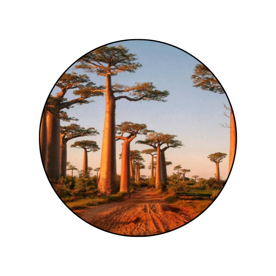 Adansonia Digitata (baobá Africano) - 10 Sementes