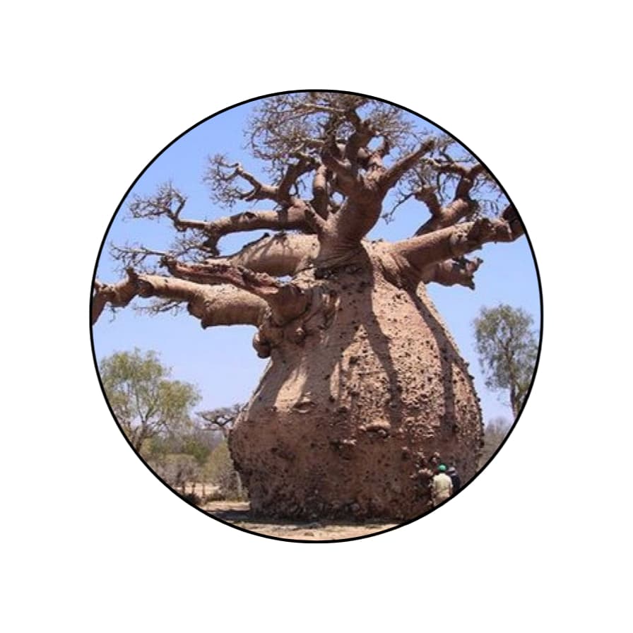 10 Sementes - Adansonia Digitata (baobá Africano)