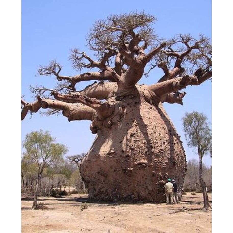 Baobá Áfricano Adansonia Digitata - 1 muda