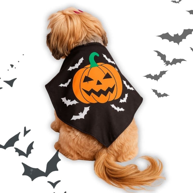 Capinha Fantasia Cães e Gatos Halloween Abóbora – Roupa Temática para Pets