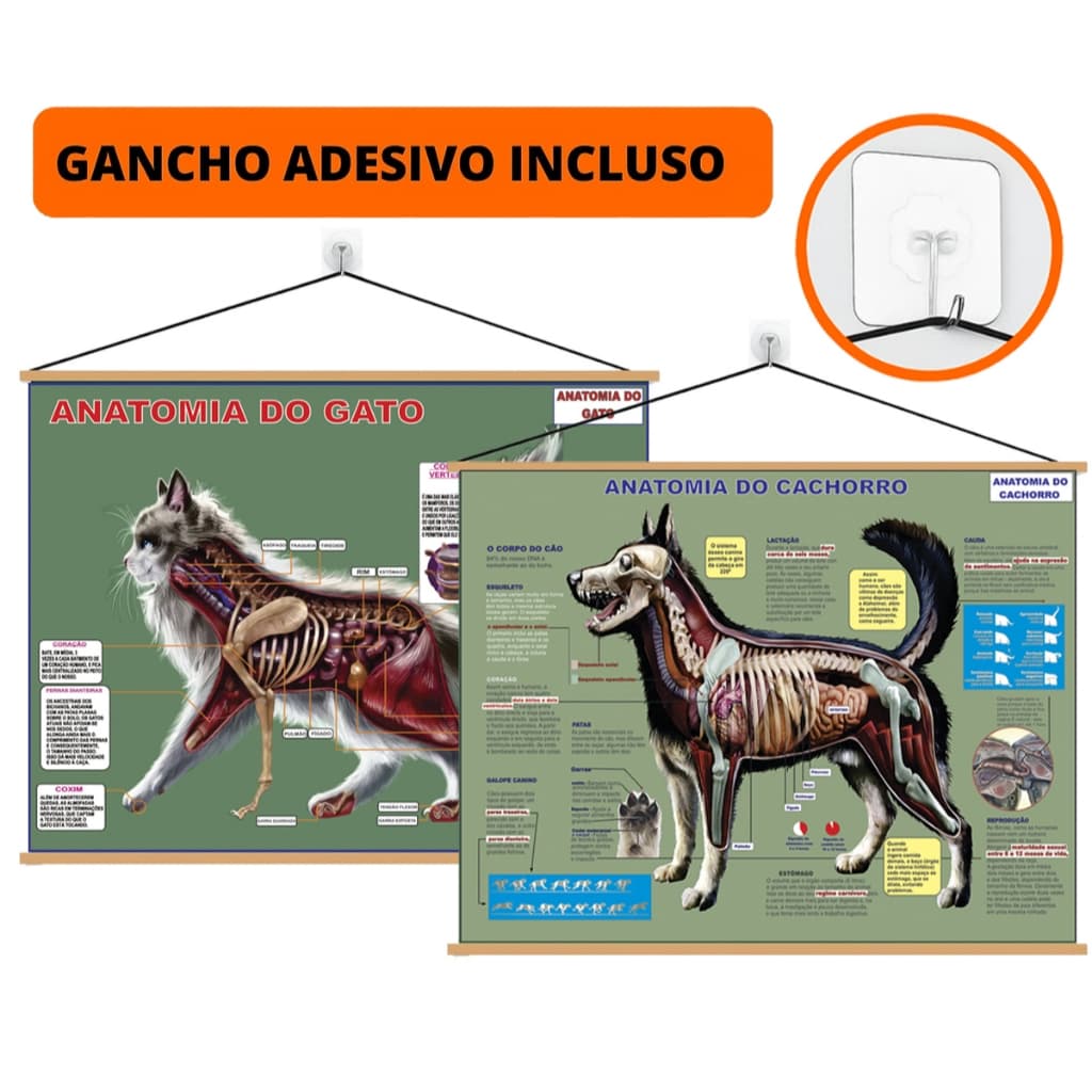 Kit 2 Mapa Banner Anatomia Cachorro E Gato Pet Veterinário + Gancho Autocolante - 120x90cm