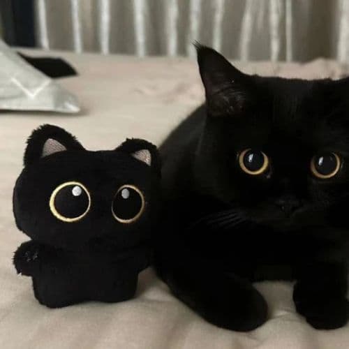 Chaveiro de Pelúcia de Gato Preto com Olhos Fofos, Decoração de Mochila, Presente de Aniversário para Casais e Amigos