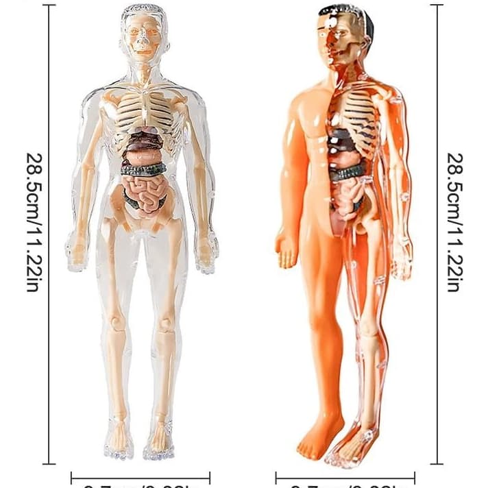 Esqueleto toy  Humano Órgão Anatomia Modelo Científico  Crianças Modelo De Ensino Corporal Removível