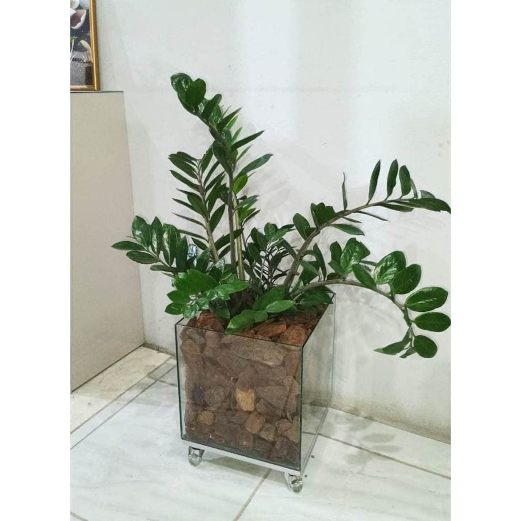 Vaso de Vidro Cachepot Grande com Rodinhas Para Plantas c/ Suporte de Alumínio Rodízio de Silicone