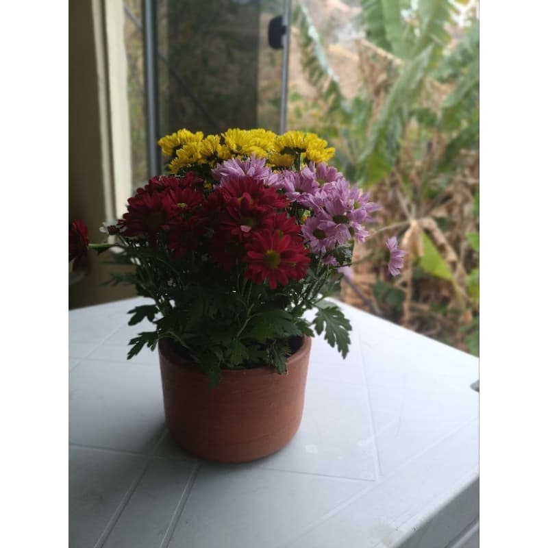 Vaso de barro para plantas artificiais ou naturais !!