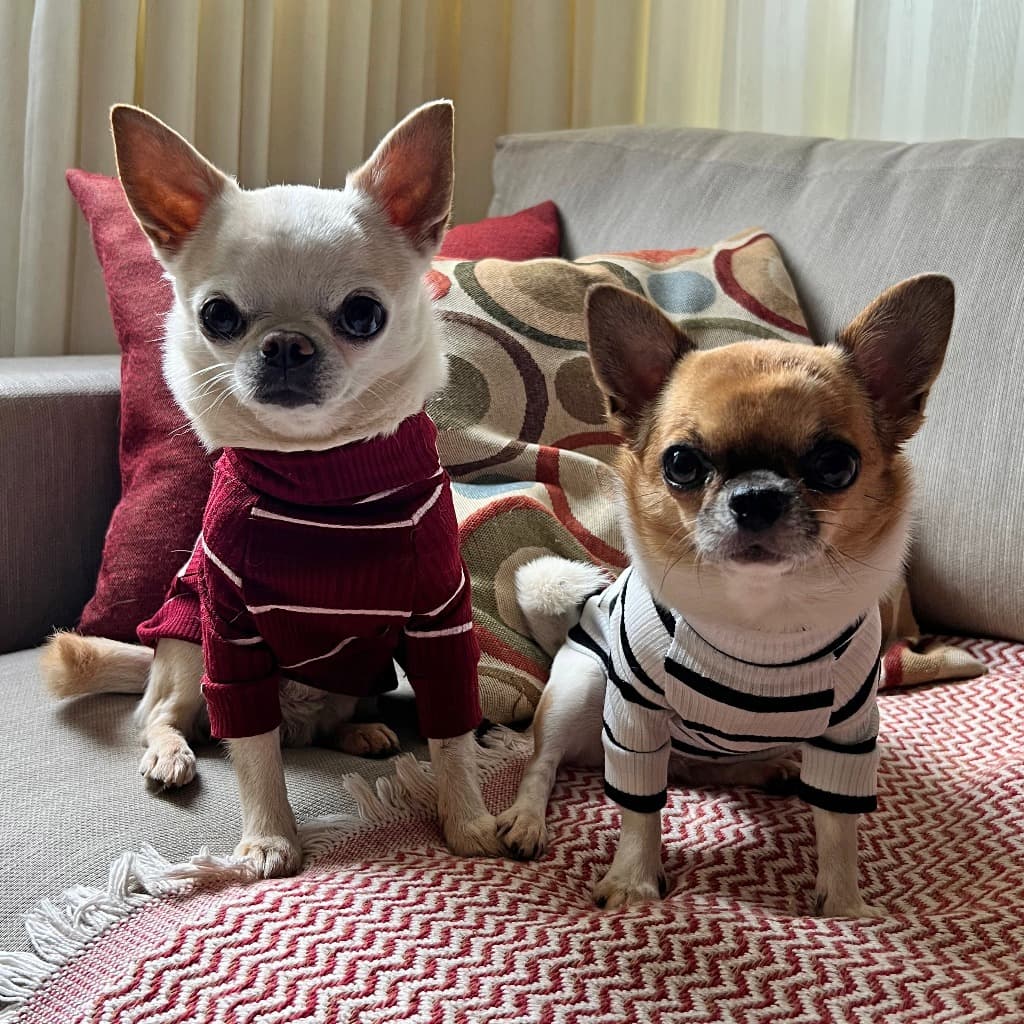 Roupa pet camiseta malha canelada listrada para cachorro e gato