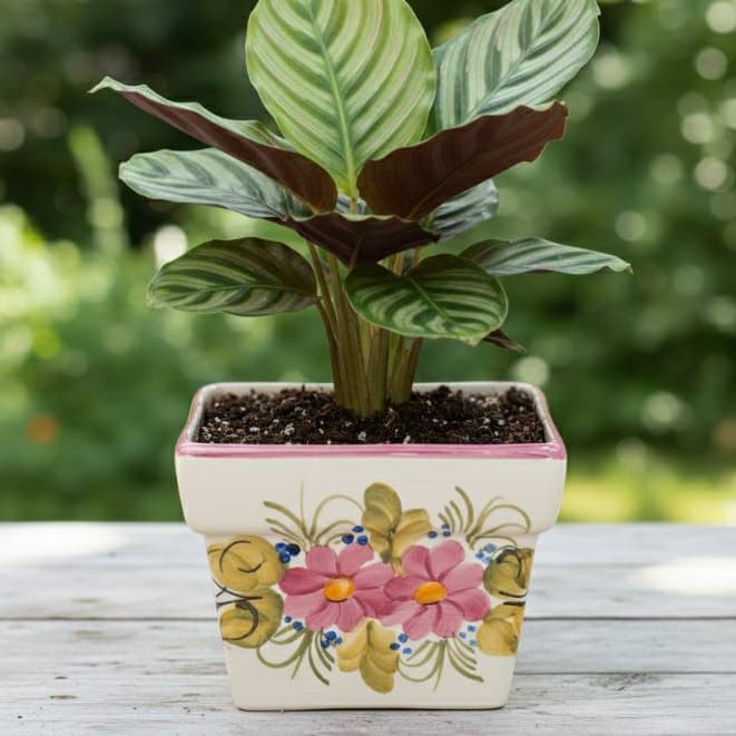 Vaso Vasinho Cachepô Cachepot Tulipa/Cravo Quadrado Para Jardim e Sala Promoçao mais vendido
