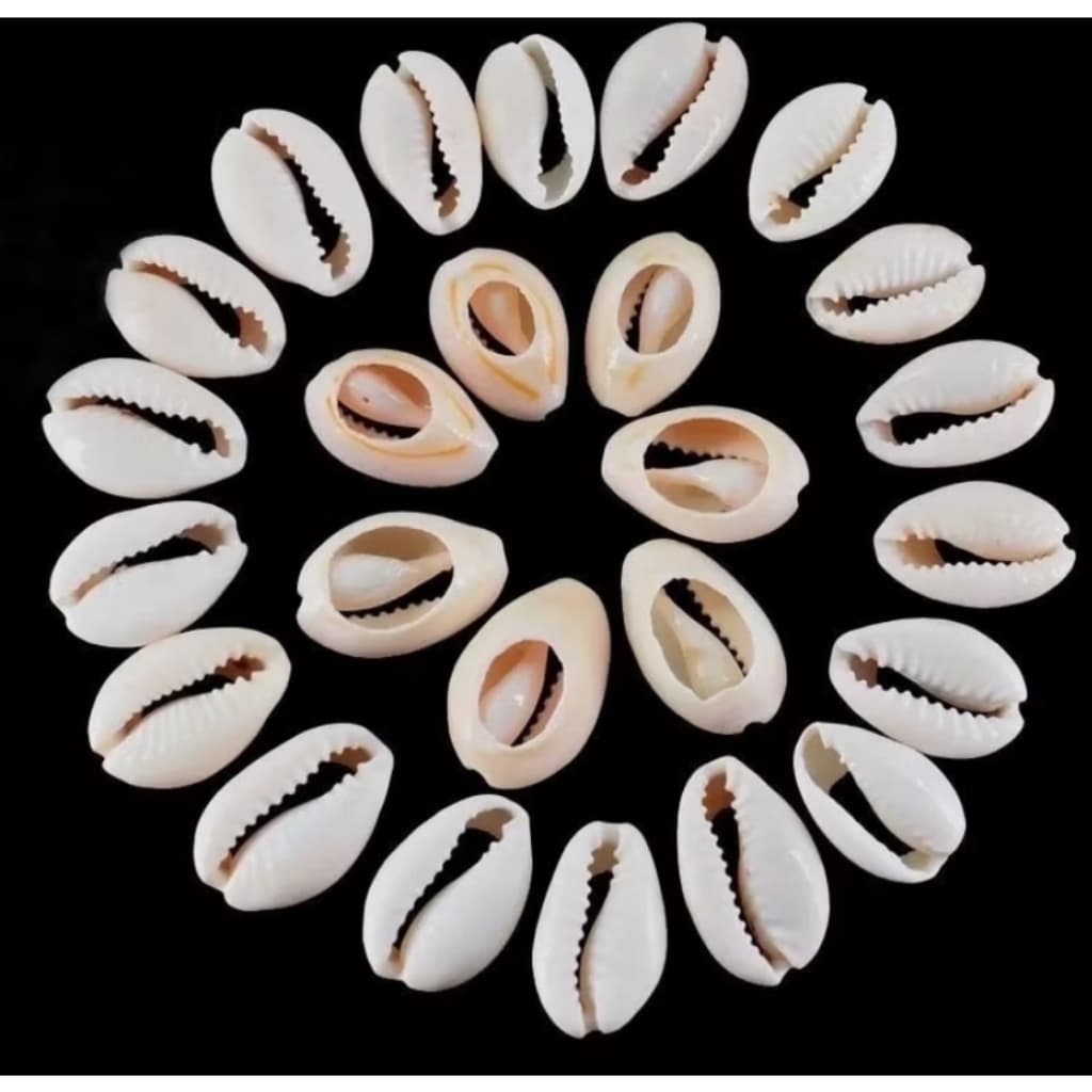 Búzios Cortados Conchas Do Mar Acrilica 500 g Aprox 800 Pçs