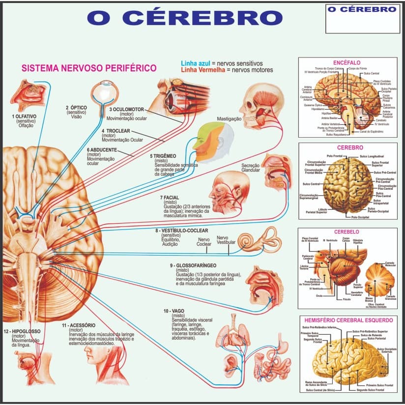 Mapa Gráfico Cérebro Mente 120x90cm