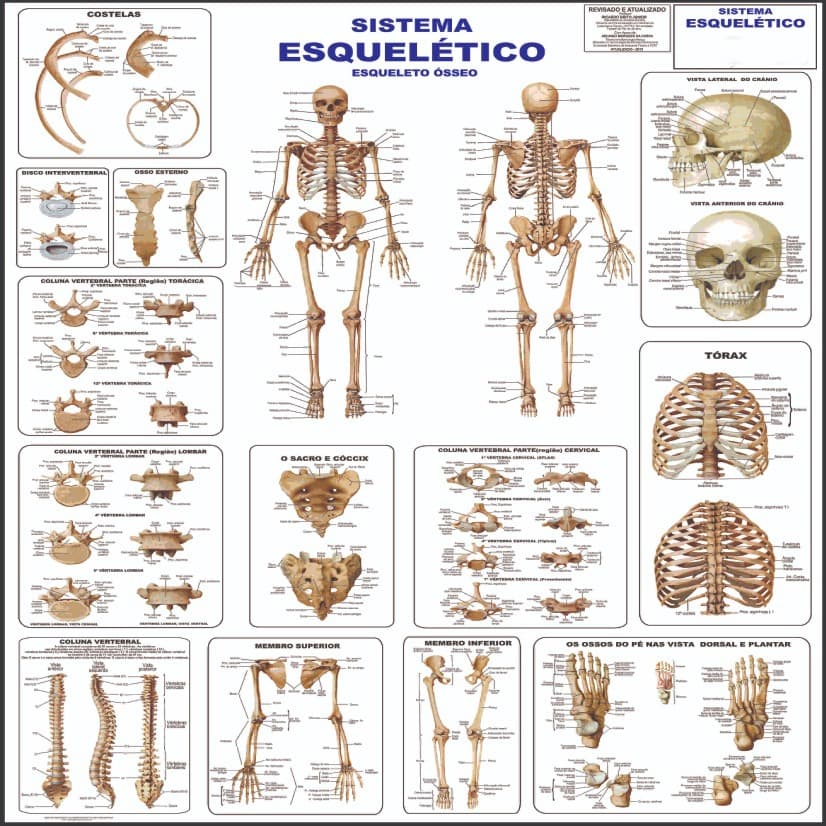 Mapa Do Corpo Humano Sistema Esqueletico I 120x90cm - Grande