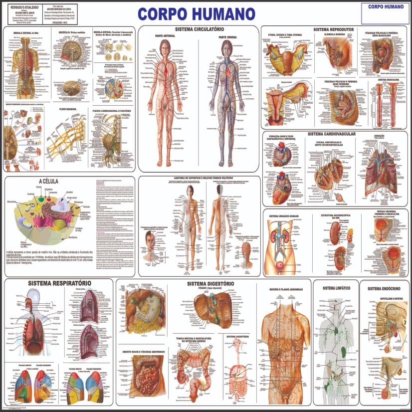 Mapa Do Corpo Humano Completo Gigante 120 X 90 Cm