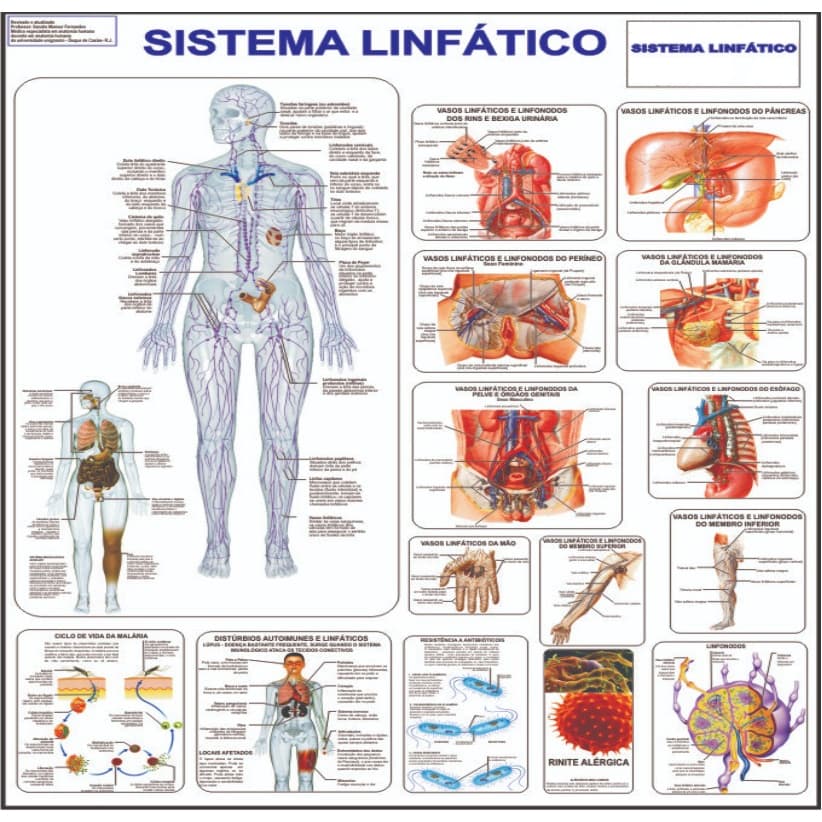 Mapa Corpo Humano Sistema Linfático 120 X 90 Cm Grande - Atualizado
