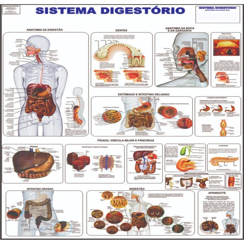 Mapa Sistema Digestório Do Corpo Humano - Medicina - Enfermagem