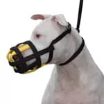 Focinheira Amorosso (Preto e Amarelo) Cachorro Dog