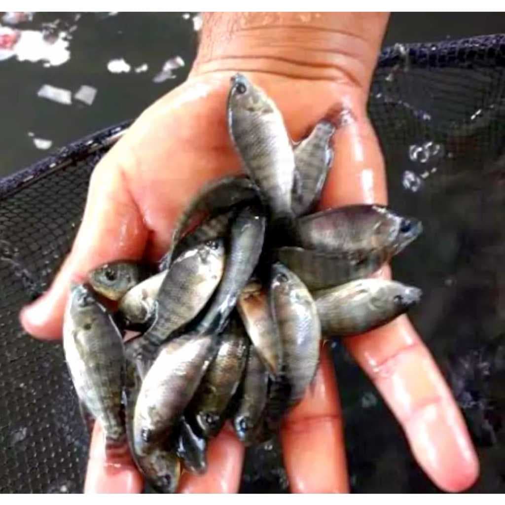 TARRAFA MULTIFILAMENTO 12MM BOA PEIXES PEQUENOS PESCA DESPESCA 12 METROS LAMBARI ALEVINOS CAMARÃO PIABA