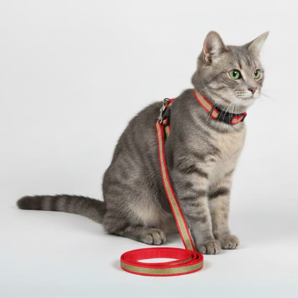 Coleira Peitoral Modelo H Luxo Brilho com Guia de Passeio para Gatos
