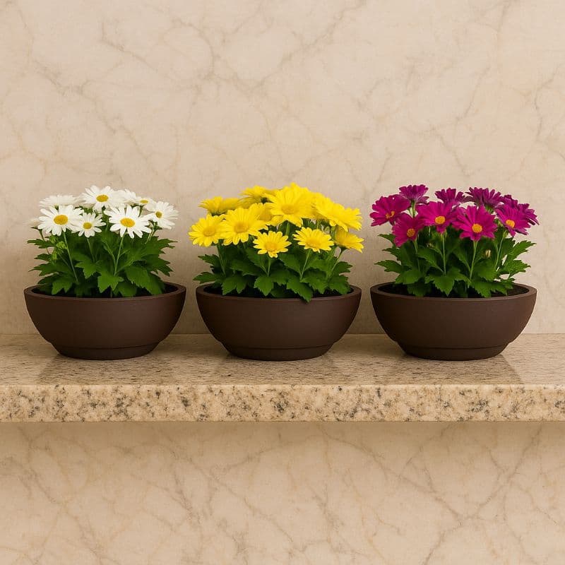 kit 3 Vasos Bacia Escovada N'2 decoração para flores e pequenas plantas decorativas naturais e artificiais, com beleza..